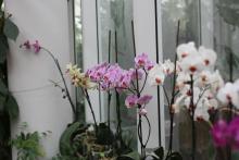 Phalaenopsis Orchid plant images