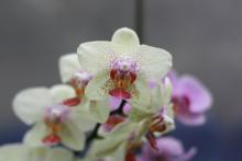 Phalaenopsis Orchid leaves pictures