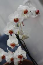 Phalaenopsis Orchid pictures