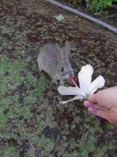 rabbits eat hibiscus 