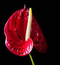 red peace lily