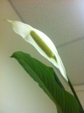 spathiphyllum leaves pictures