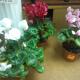 cyclamen flowers pictures