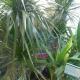dracaena leaves pictures