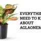 aglaonema plant guide