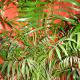 areca leaves pictures