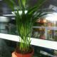 areca green leaves picture