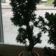 big bonsai photo