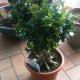 bonsai green leaves picture