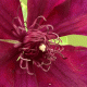 clematis_blooming_image