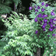 clematis_forest_image
