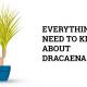 dracaena plant