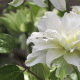 flowering_clematis