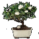 gardenia small