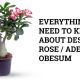 desert rose adenium obesum