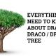 dragon tree plants dracaena draco