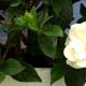 gardenia white flower