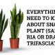 snake plant sansevieria dracaena trifasciata
