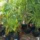 Transplanting Areca Palm