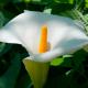 beautiful peace lily