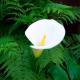 peace lily indoor