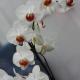 Phalaenopsis Orchid pictures