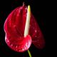 red peace lily