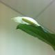 spathiphyllum images
