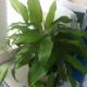 spathiphyllum green leaves picture