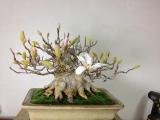 plant care bonsai
