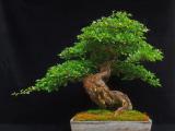 soil bonsai