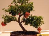 bonsai tree seed