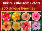 hibiscus Colors