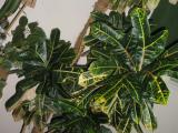 How Do Croton Plants Reproduce