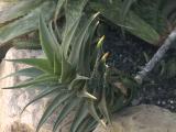 aloe plant picture