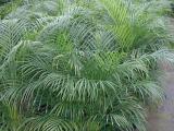Brief information on areca palm