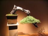 bonsai care plant
