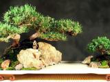 Bonsai plant Meaning