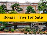 Bonsai Tree For Sale