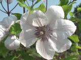 clematis flowering
