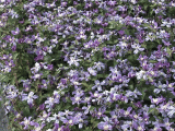 clematis_flowers