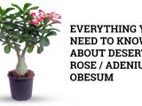desert rose adenium obesum