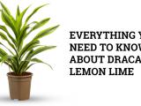 dracaena lemon lime