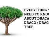 dragon tree plants dracaena draco