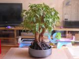 ficus benjamina bonsai image