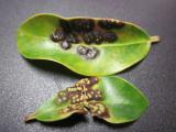 Ficus Benjamina Diseases