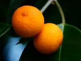 Ficus Benjamina Fruit