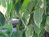 ficus benjamina leaves