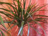 First Dracaena at Home