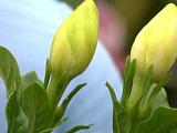 gardenia bloom